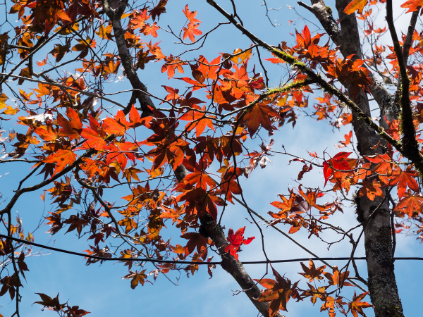 熱門行程 秋賞見晴 五星台北漢來 太平山蹦蹦車 一泊二食二日